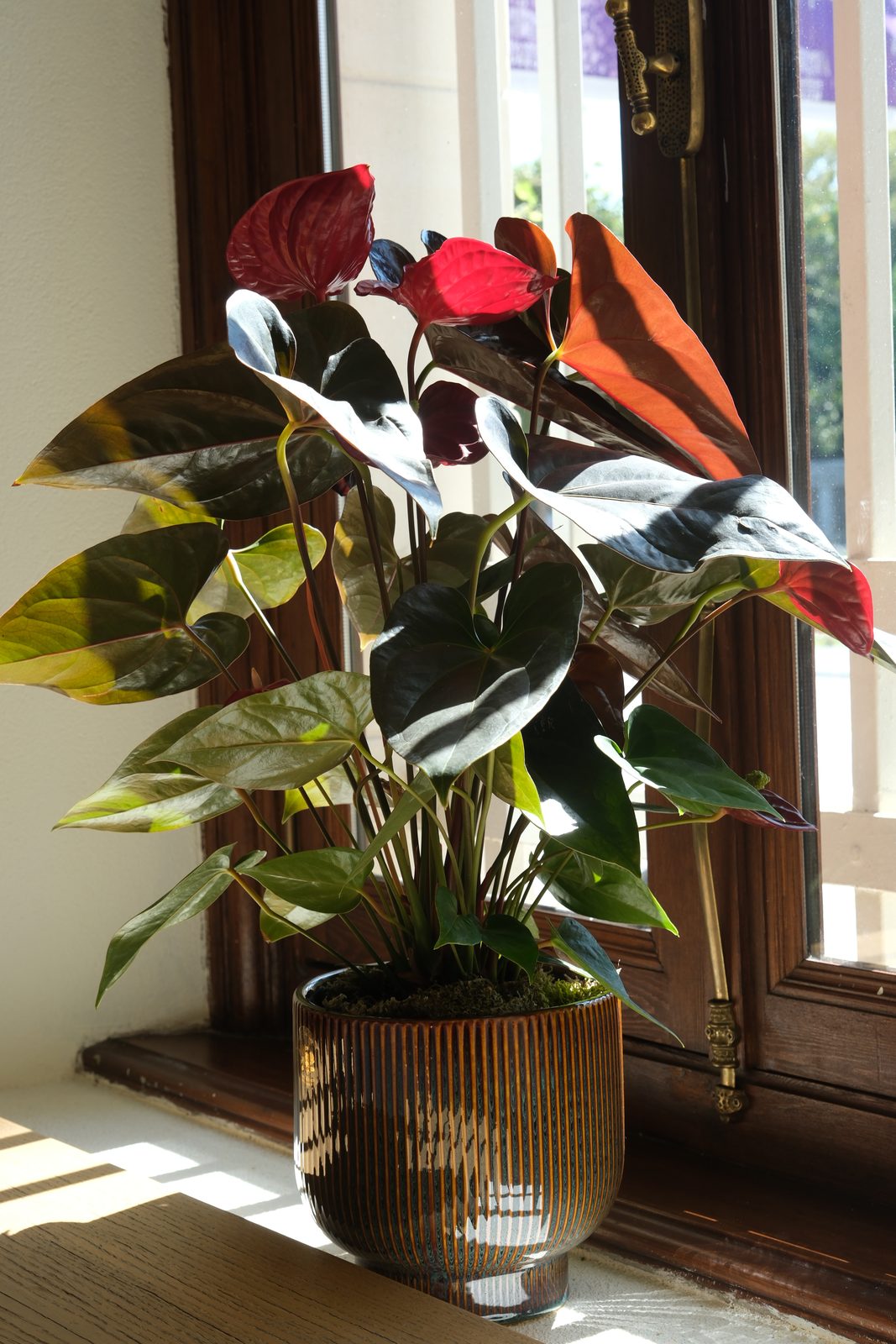 Potted plant on the windowsill in the afternoon sun