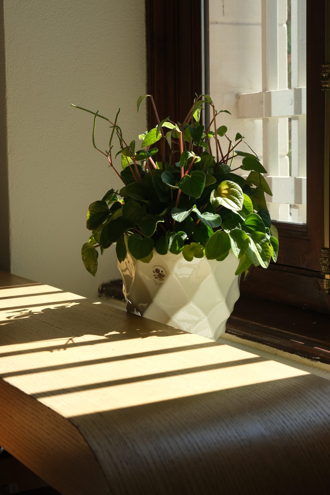 Afternoon light falling across the wooden bench by the window